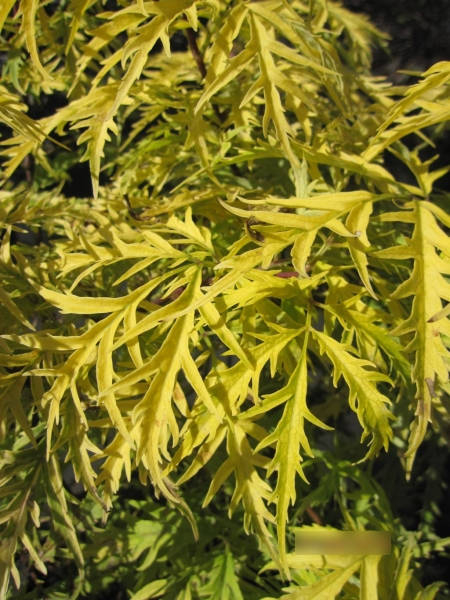 Sambucus racemosa Golden Lace - Goldholunder Golden Lace